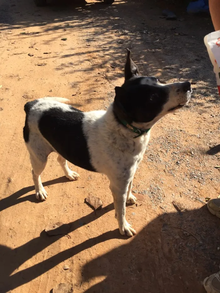 Cachorro ra a SRD idade 6 ou mais anos nome Diego