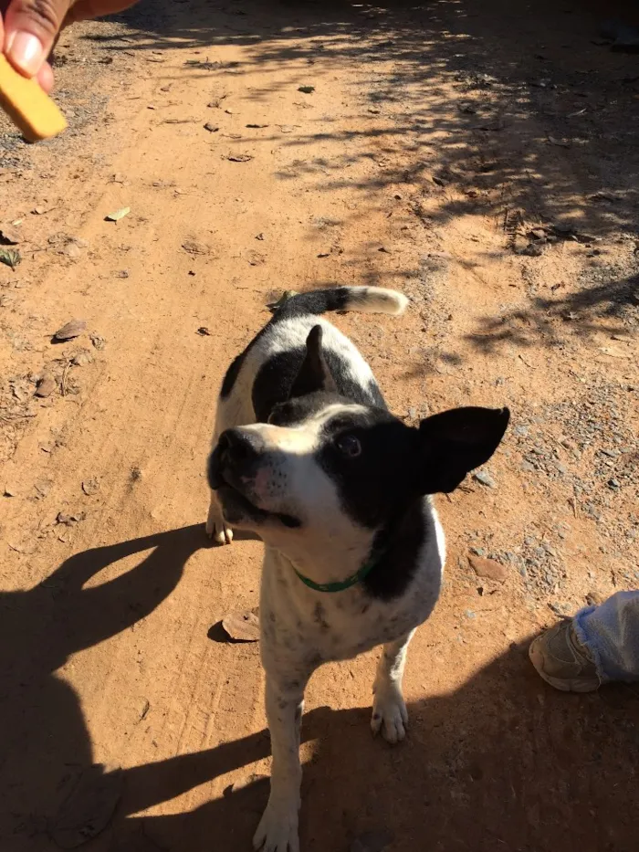 Cachorro ra a SRD idade 6 ou mais anos nome Diego