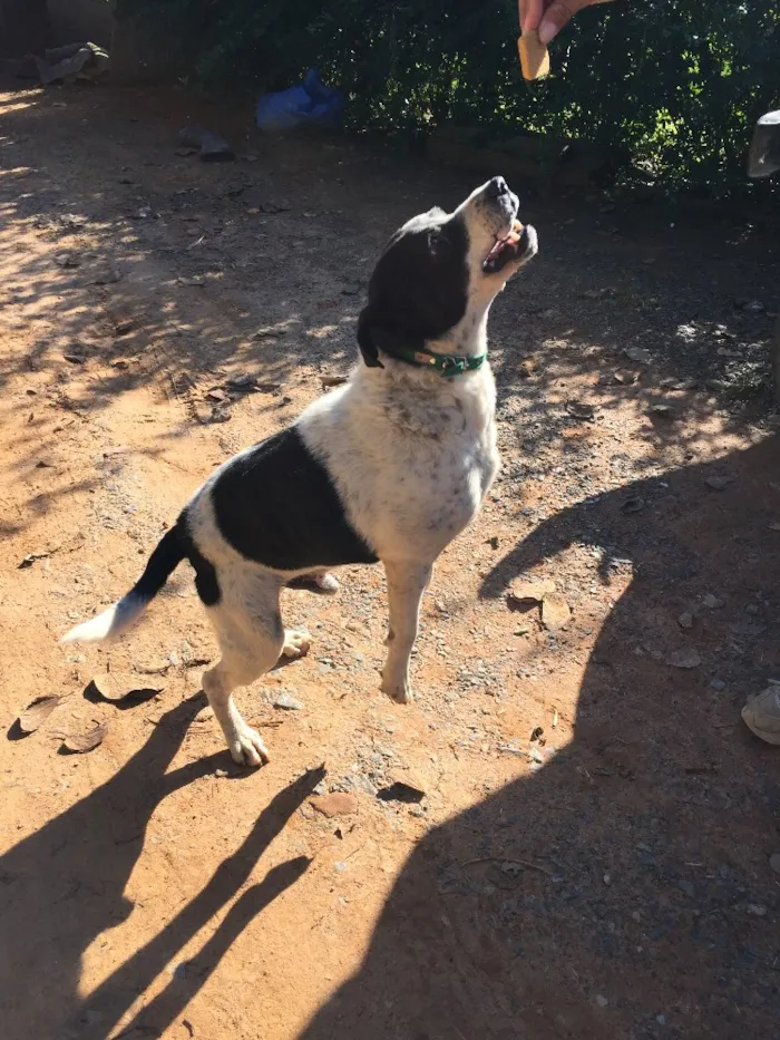 Cachorro ra a SRD idade 6 ou mais anos nome Diego