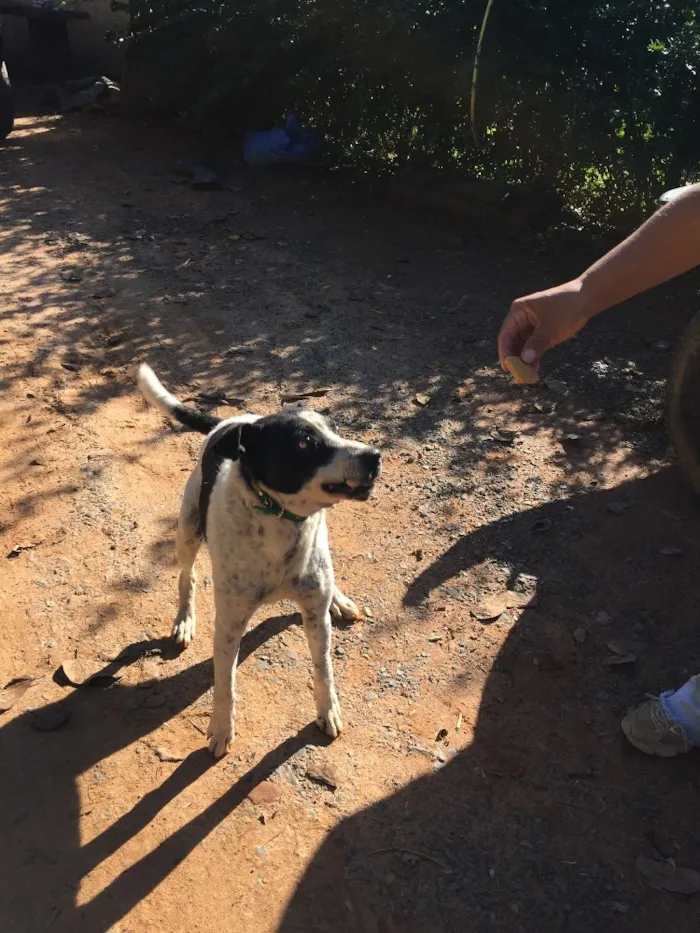 Cachorro ra a SRD idade 6 ou mais anos nome Diego