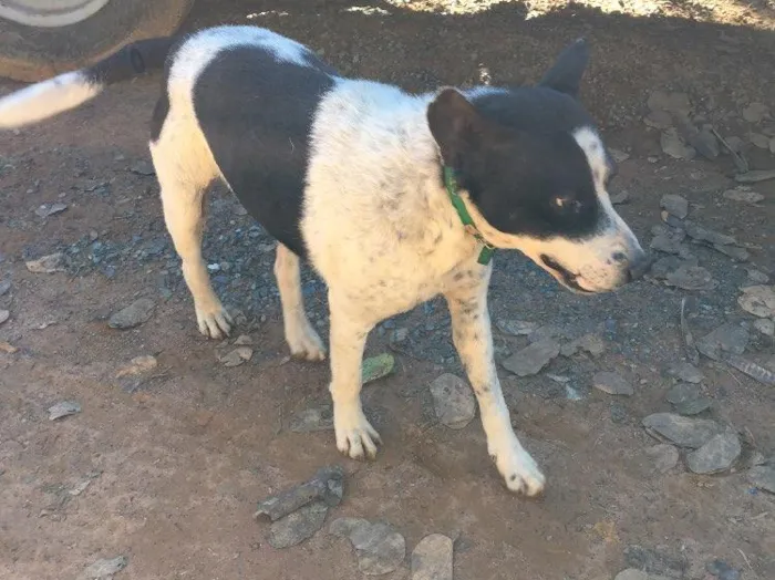 Cachorro ra a SRD idade 6 ou mais anos nome Diego