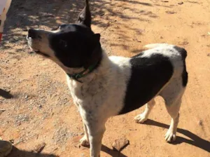 Cachorro raça SRD idade 6 ou mais anos nome Diego
