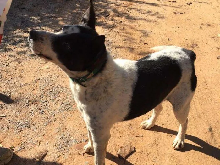 Cachorro ra a SRD idade 6 ou mais anos nome Diego