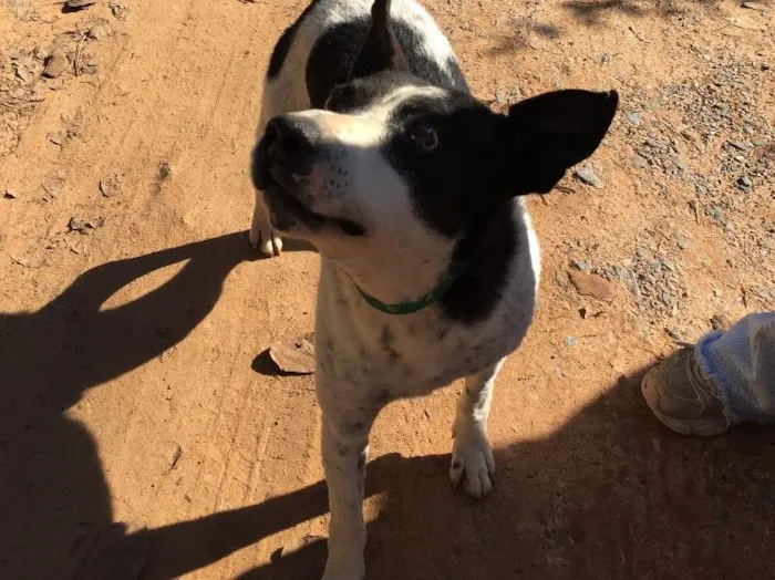 Cachorro ra a SRD idade 6 ou mais anos nome Diego