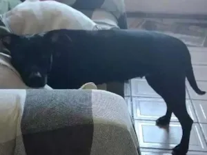 Cachorro raça Srd idade 1 ano nome Lunna