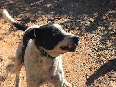 Cachorro ra a SRD idade 6 ou mais anos nome Diego