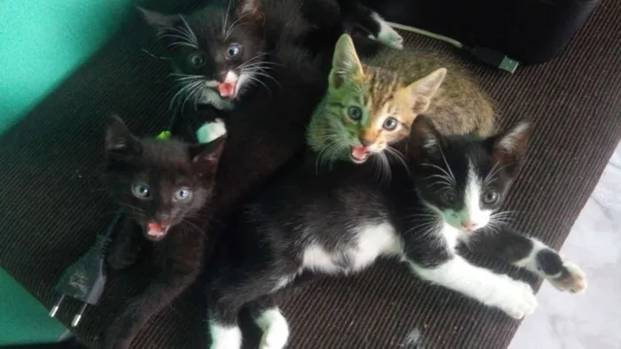 Gato raça  idade Abaixo de 2 meses nome Sem nomes