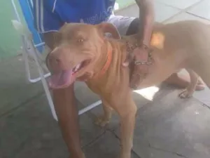 Cachorro raça Pitbull  idade 7 a 11 meses nome Alemão 