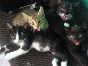 Gato raça  idade Abaixo de 2 meses nome Sem nomes