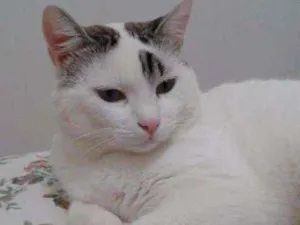 Gato raça Sem raça  idade 3 anos nome Romeu GRATIFICA