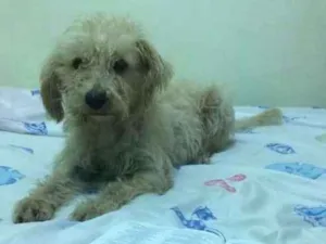 Cachorro raça  idade 5 anos nome Toto'