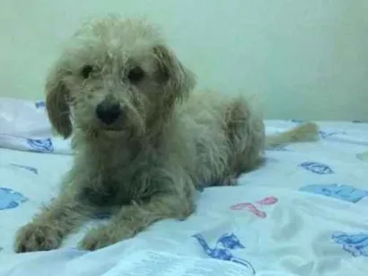 Cachorro raça  idade 5 anos nome Toto'