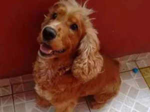 Cachorro raça Cocker idade 5 anos nome Lupy