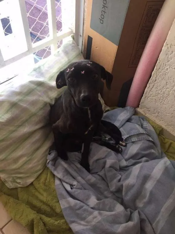 Cachorro ra a SRD idade 7 a 11 meses nome Neguinha