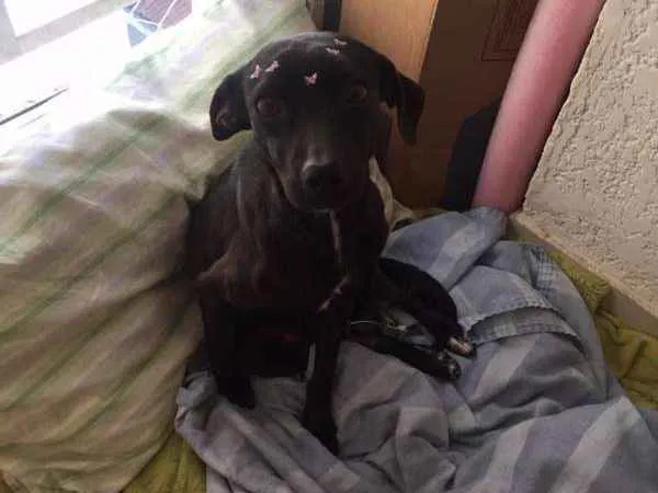 Cachorro ra a SRD idade 7 a 11 meses nome Neguinha