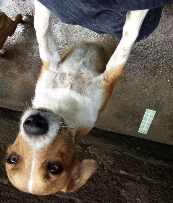 Cachorro raça Vira lata idade 1 ano nome Mel