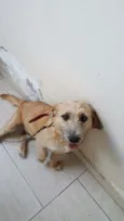 Cachorro ra a Indefinida  idade 1 ano nome Sem nome