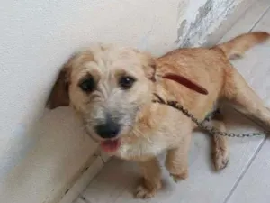 Cachorro raça Indefinida  idade 1 ano nome Sem nome