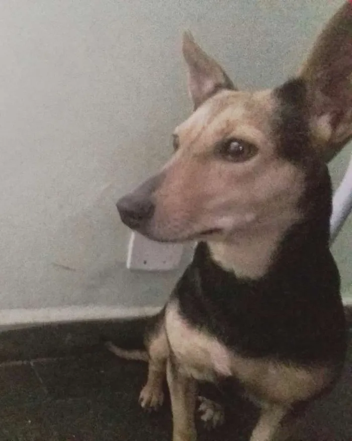 Cachorro ra a Indefinida idade 1 ano nome Melissa