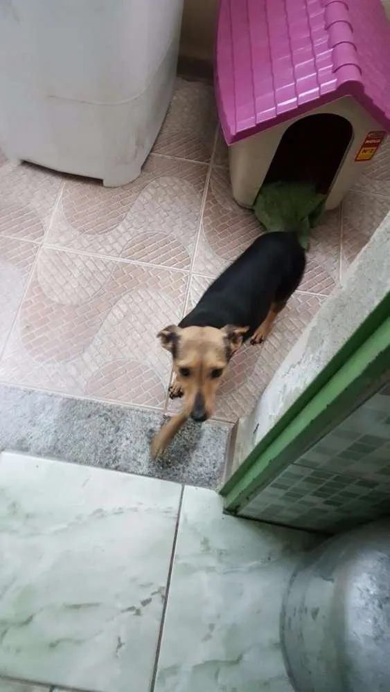 Cachorro ra a Indefinida idade 1 ano nome Melissa