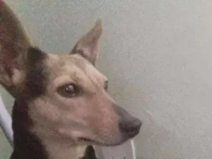 Cachorro ra a Indefinida idade 1 ano nome Melissa