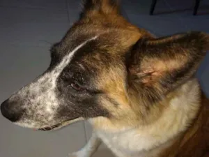 Cachorro raça SRD idade 6 ou mais anos nome Nina
