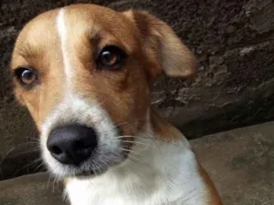 Cachorro raça Vira lata idade 1 ano nome Mel