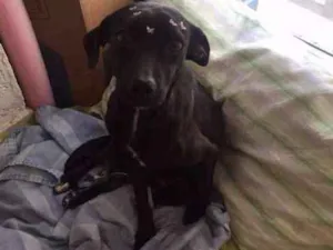 Cachorro raça SRD idade 7 a 11 meses nome Neguinha