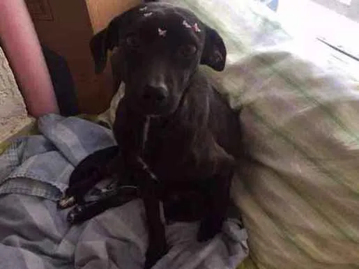 Cachorro ra a SRD idade 7 a 11 meses nome Neguinha