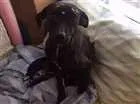 Cachorro raça SRD idade 7 a 11 meses nome Neguinha