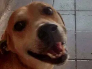 Cachorro raça  idade 6 ou mais anos nome Lucky