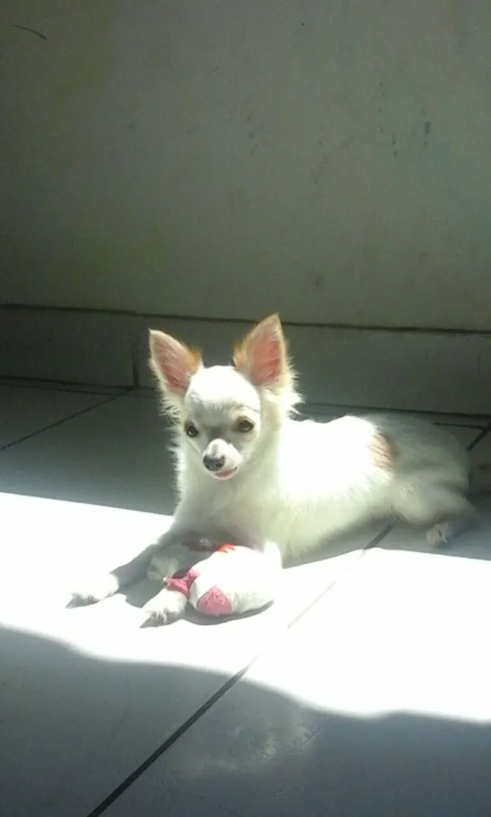 Cachorro raça Chihuahua  idade 1 ano nome Zeus