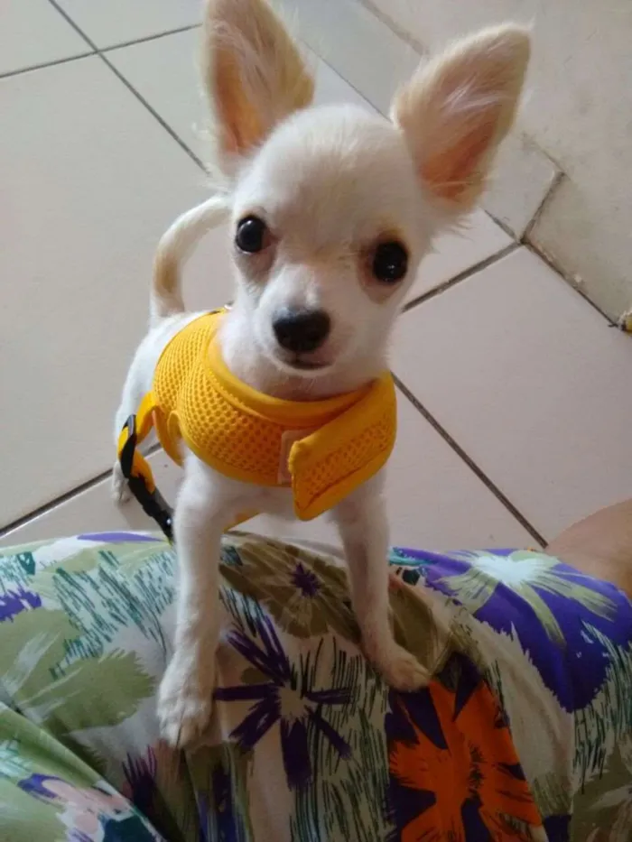 Cachorro raça Chihuahua  idade 1 ano nome Zeus