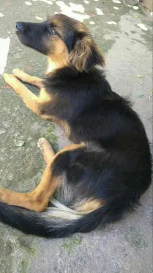 Cachorro raça Vira Lata idade 7 a 11 meses nome Boby