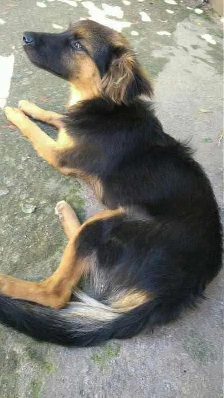 Cachorro ra a Vira Lata idade 7 a 11 meses nome Boby