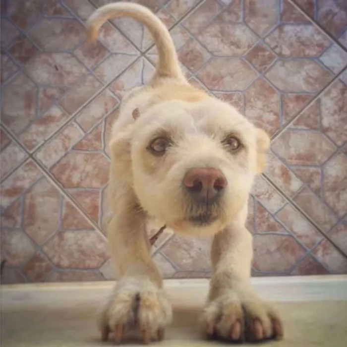 Cachorro raça  idade 6 ou mais anos nome Rosa