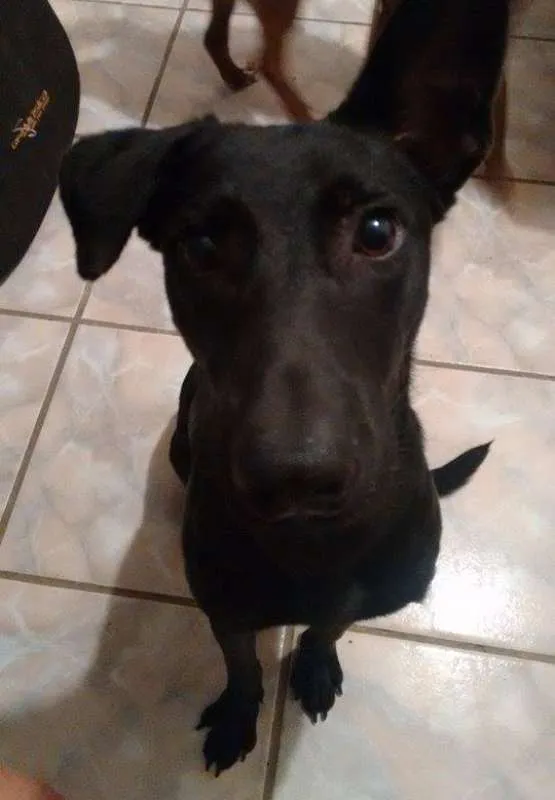 Cachorro ra a Indefinida idade 7 a 11 meses nome Marduk