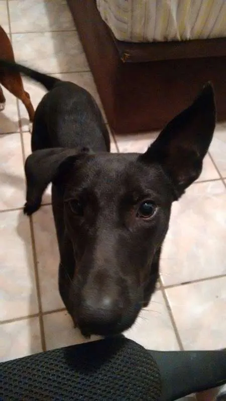 Cachorro ra a Indefinida idade 7 a 11 meses nome Marduk