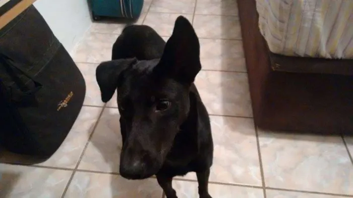 Cachorro ra a Indefinida idade 7 a 11 meses nome Marduk