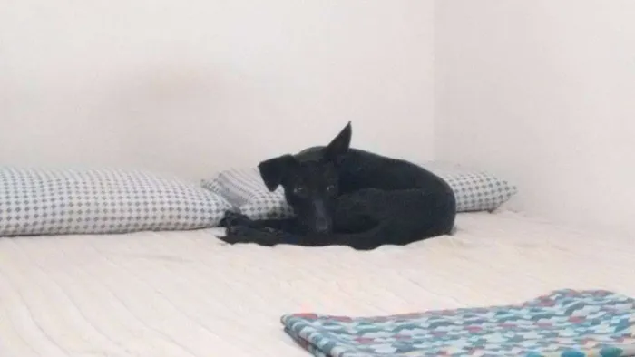 Cachorro ra a Indefinida idade 7 a 11 meses nome Marduk