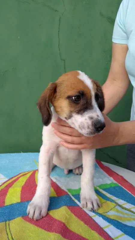 Cachorro ra a SRD idade 2 a 6 meses nome TEO