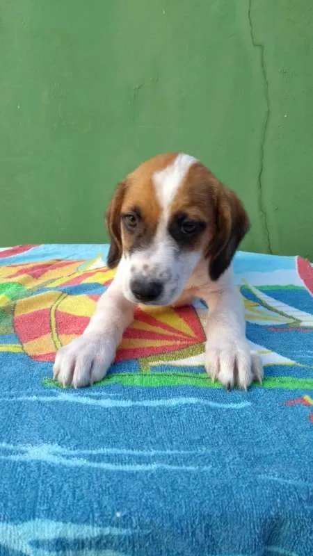 Cachorro ra a SRD idade 2 a 6 meses nome TEO