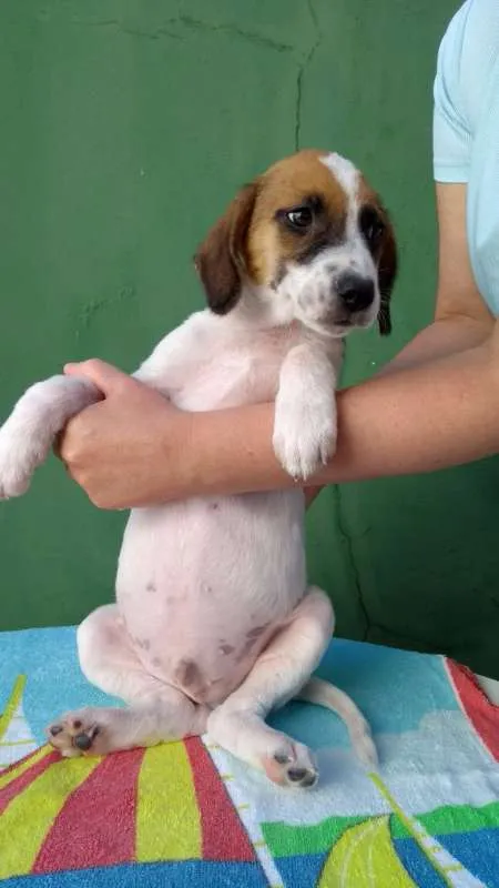 Cachorro ra a SRD idade 2 a 6 meses nome TEO