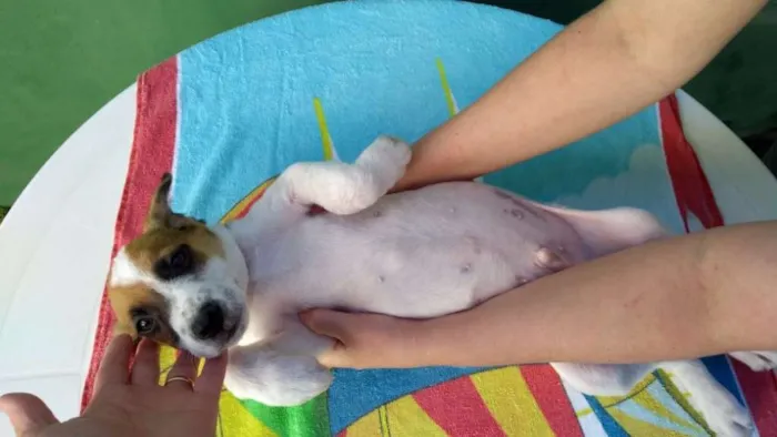 Cachorro ra a SRD idade 2 a 6 meses nome TEO