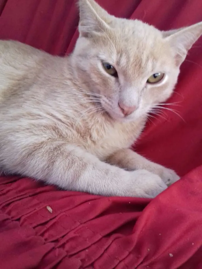 Gato raça N sei idade 7 a 11 meses nome Amarelinho