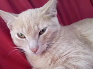 Gato raça N sei idade 7 a 11 meses nome Amarelinho