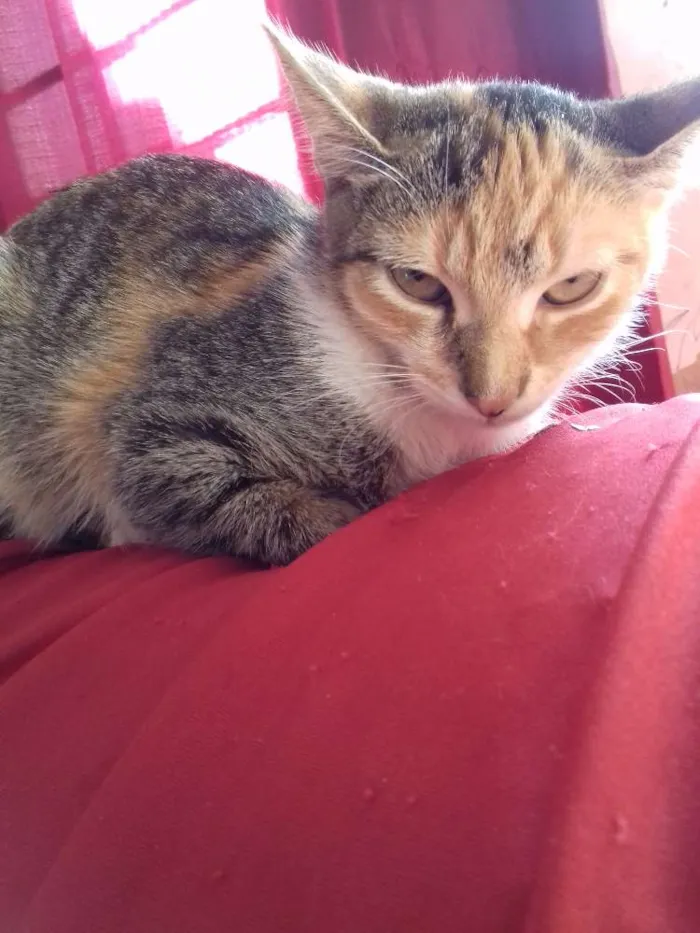 Gato raça  idade 7 a 11 meses nome Mila