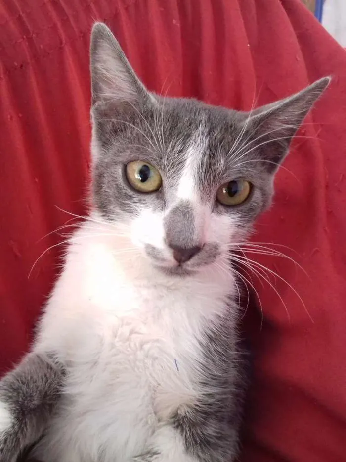 Gato raça  idade 7 a 11 meses nome Cinzinha