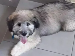 Cachorro raça Srd idade 2 a 6 meses nome Spike