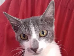 Gato raça  idade 7 a 11 meses nome Cinzinha